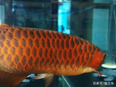 紅龍魚(yú)發(fā)色過(guò)程分析圖解 龍魚(yú)百科