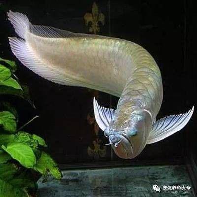 龍魚掉眼怎么治療最好 龍魚百科