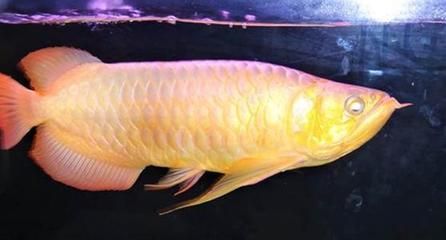 龍魚(yú)吃金魚(yú)飼料嗎好嗎