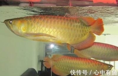 家里養(yǎng)金龍魚有什么講究嗎