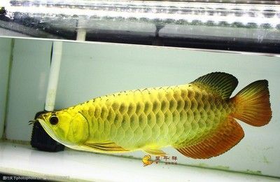 金龍魚高清