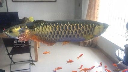 金龍魚50公分價(jià)格多少 龍魚百科