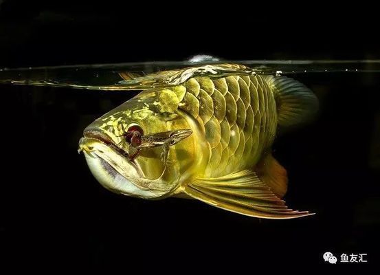 龍魚膽小不吃食物怎么辦