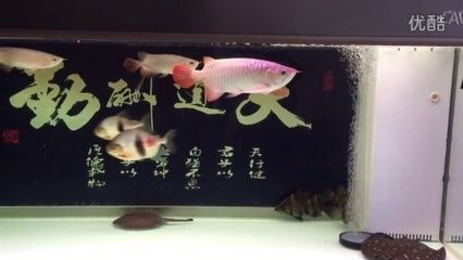 錦鯉能和金龍魚混養(yǎng)嗎