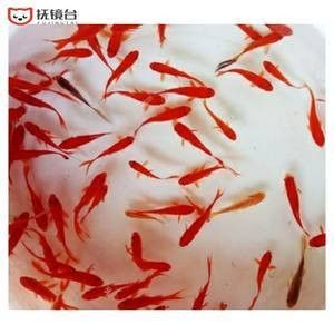 紅龍魚能吃活的小金魚嗎 龍魚百科