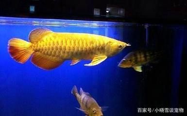 黃色金龍魚擺件寓意 龍魚百科