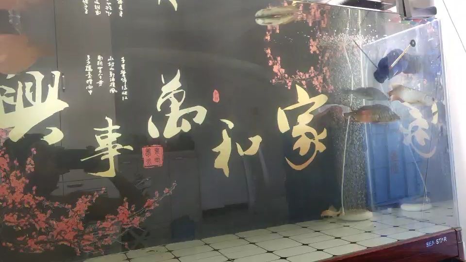 龍魚這狀態(tài)正常嗎？ 觀賞魚論壇