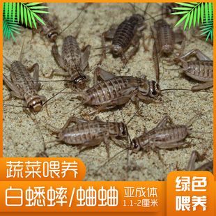 金龍魚一直喂蛐蛐可以嗎 龍魚百科