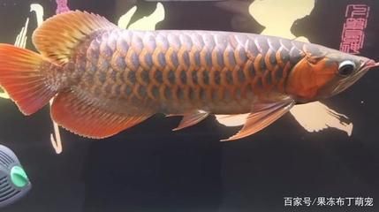 紅龍魚怎樣養(yǎng)能讓背平鰭翹_ 龍魚百科