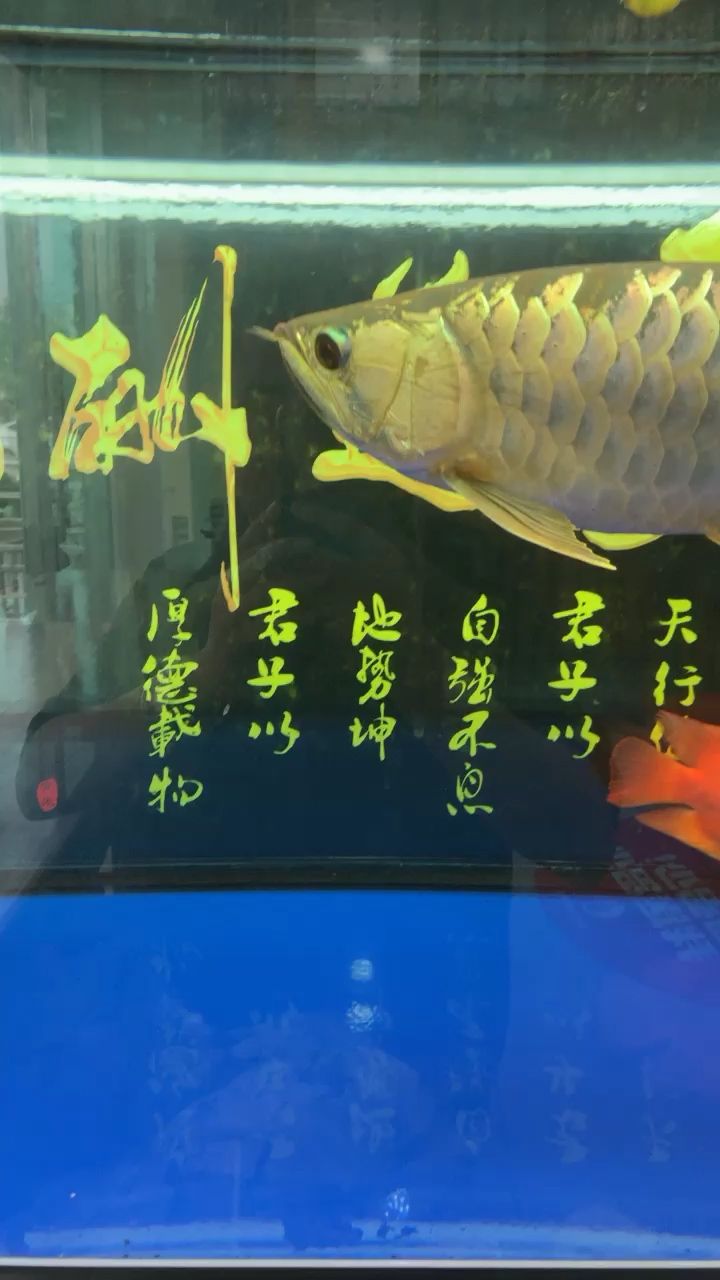 悠哉悠哉的藍底金龍 觀賞魚論壇