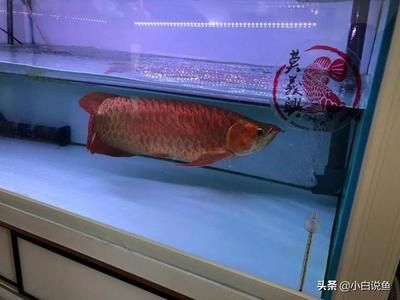 60公分的紅龍魚市場價(jià)