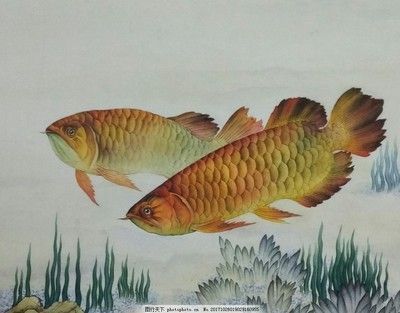 國(guó)畫(huà)金龍魚(yú)落款 龍魚(yú)百科