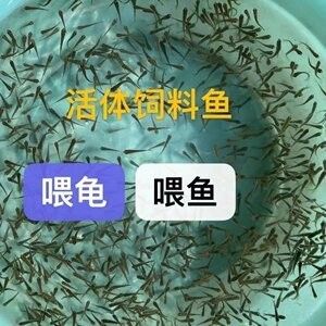 龍魚(yú)的飼料魚(yú)怎么檢疫