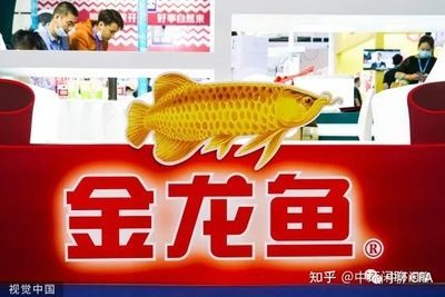 金龍魚為什么漲價(jià) 龍魚百科