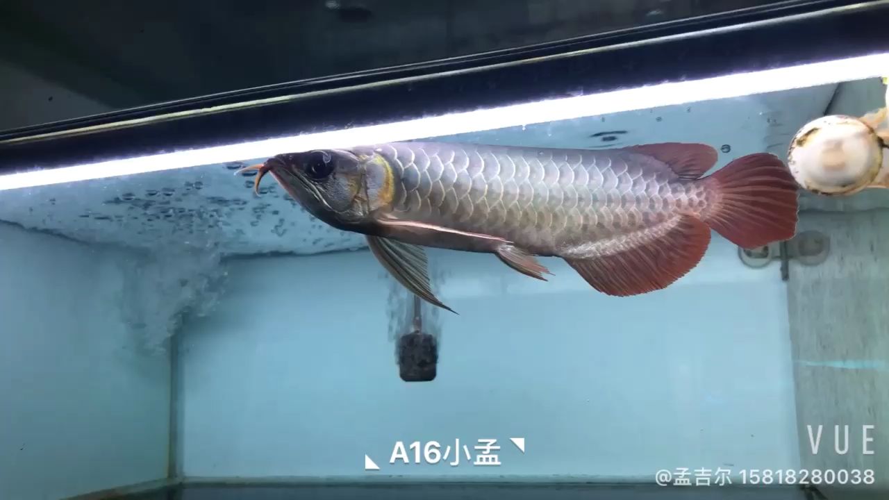 重金屬小孟 觀賞魚論壇