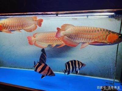 紅龍魚配魚混養(yǎng)