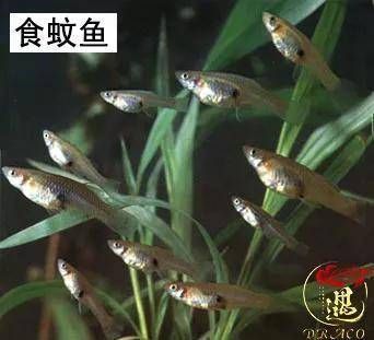 龍魚不吃大麥蟲怎么辦呢