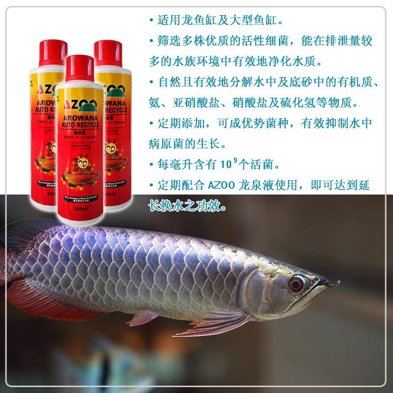 金龍魚細(xì)菌感染怎么治療 龍魚百科