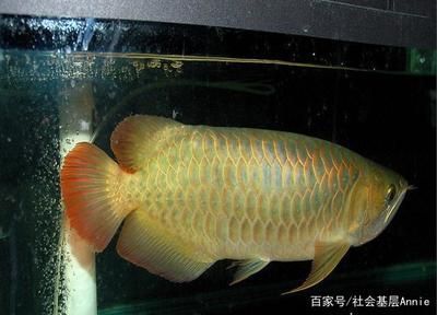 金龍魚顏色深好還是淺好養(yǎng) 龍魚百科