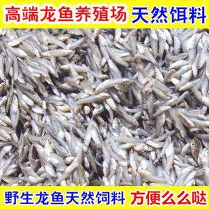 龍魚的飼料虎魚吃嗎怎么喂食好