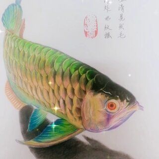 3元一條小金龍魚