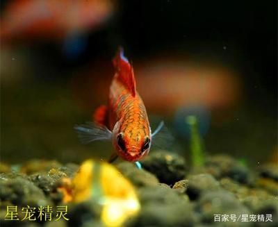 龍魚的觀賞價(jià)值是多少 龍魚百科