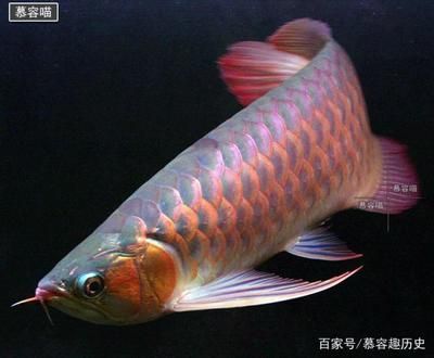 金龍魚(yú)的主要食物是什么 龍魚(yú)百科