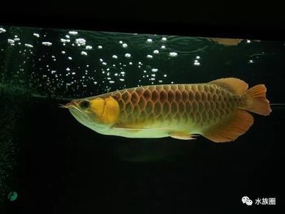 龍魚(yú)的意義是什么 龍魚(yú)百科