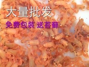 龍魚吃什么活體魚好吃一點 龍魚百科