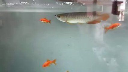 龍魚(yú)不吃魚(yú)飼料怎么辦 龍魚(yú)百科