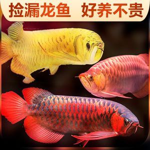 觀賞魚金龍魚好養(yǎng)嗎