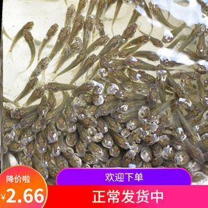 龍魚吃草金