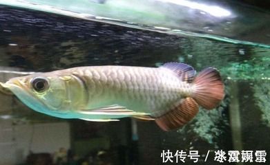 家庭能養(yǎng)金龍魚(yú)嗎