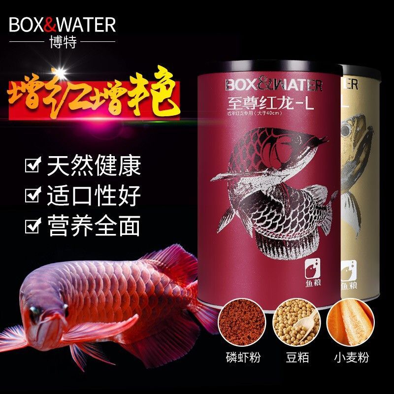 30公分紅龍魚每天喂多少魚糧好 龍魚百科