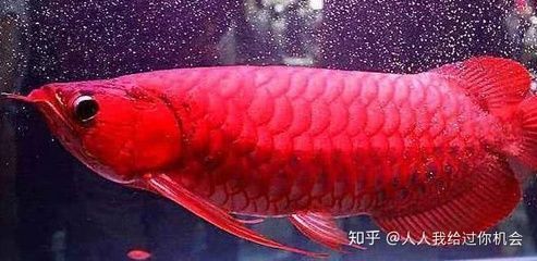 紅龍魚(yú)發(fā)色的最佳溫度和時(shí)間 龍魚(yú)百科