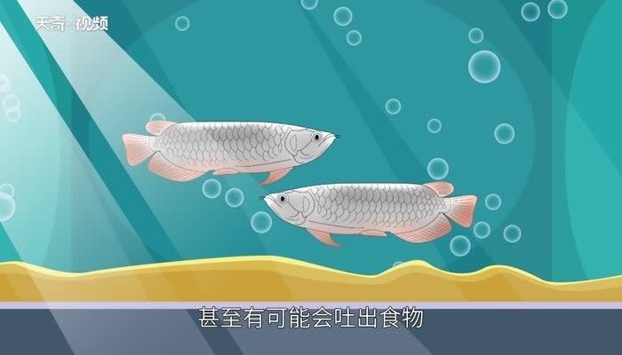 龍魚不怎么吃食怎么回事