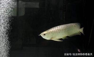 金龍銀龍魚(yú)好養(yǎng)嗎 龍魚(yú)百科