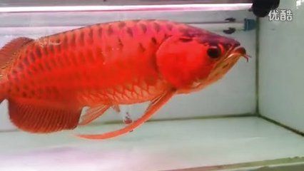 老孫龍魚背景音樂下載 龍魚百科