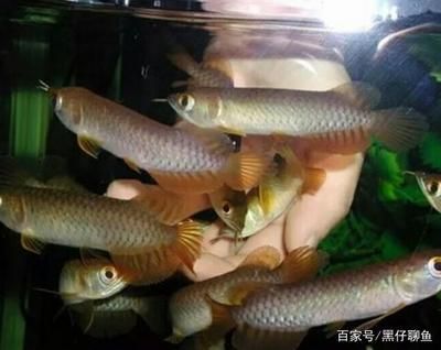 30公分龍魚一天吃幾次 龍魚百科