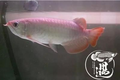 龍魚不發(fā)色是什么龍魚 龍魚百科