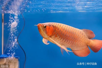 錦鯉和龍魚一起養(yǎng) 龍魚百科