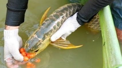 金龍魚修魚 龍魚百科