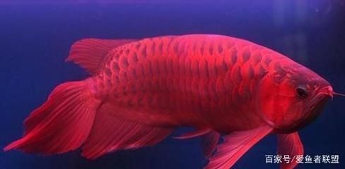 紅龍魚(yú)用什么顏色燈光好看 龍魚(yú)百科