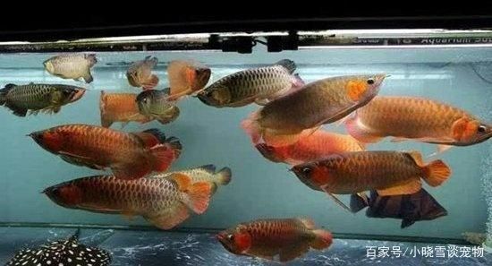 龍魚搭配什么魚最美觀