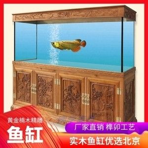 龍魚多少一條魚缸 龍魚百科