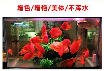 紅龍龍魚(yú)怎么喂養(yǎng)方法