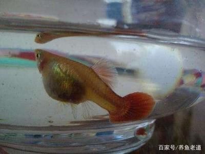 龍魚吃什么魚苗好