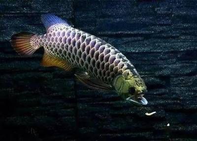 龍魚吃小魚多久能消化 龍魚百科