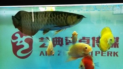 龍魚的喂養(yǎng)方法和技巧 龍魚百科