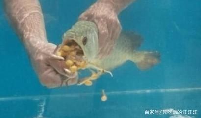 觀賞金龍魚能吃嗎怎么喂食 龍魚百科